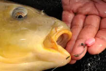 KORDA Umelá Kukurica Pop Up Maize FRUITY SQUID (ružová) (2)