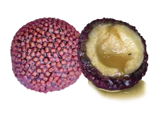 LK BAITS Nutrigo Pellets Chilli Halibut 24mm, 250ml