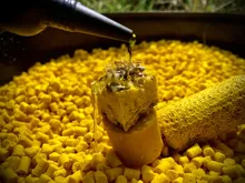 LK Baits Kukuričné Pelety Corn Pellets 1kg, 20mm (2)