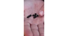CARP´R´US Gumové korálky Rubber Beads 6mm, 10ks (2)