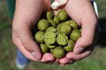LF BAITS Kŕmne boilie Premium Banán Kreveta 5kg (8)