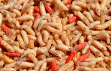 Kostný červ larva muchy 0.5dcl kelimok (len osobný odber)