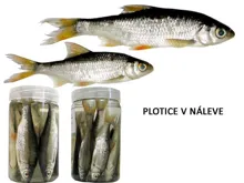 ESOX Plotice v náleve (10ks)