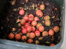 LF BAITS Kŕmne boilie Crazy Strawberry 5kg (11)
