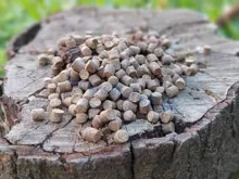 DUDI BAIT Pelety Fish 6mm, 1kg